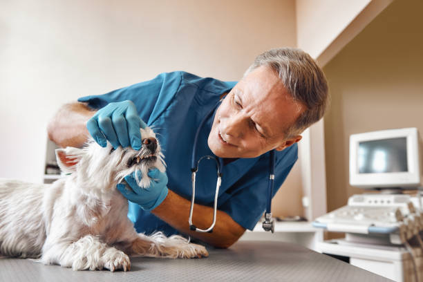 Best Emergency Root Canal Treatment in Estacada, OR